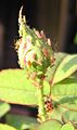 Aphids feeding on a rose bud. A lady beetle can be seen climbing the stalk.