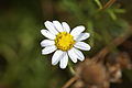 Argyranthemum foeniculaceum