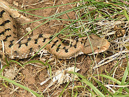 Europinė angis (Vipera aspis)