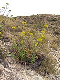 Miniatura per Bupleurum gibraltarium