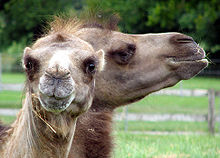 Cotswold Wildlife Park Bactrian.camel.twice.arp.jpg