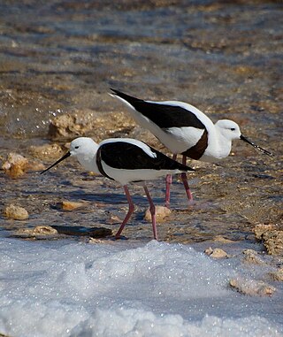 <span class="mw-page-title-main">Banded stilt</span> Species of Australian bird in the family Recurvirostridae