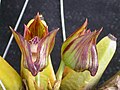 Bifrenaria tetragona