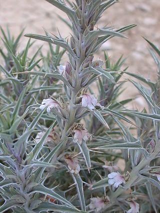 <i>Blepharis</i> Species of plant