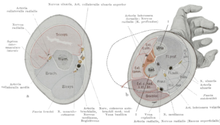 <span class="mw-page-title-main">Fascial compartments of arm</span> Anatomical compartments