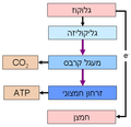 תמונה ממוזערת לגרסה מ־12:24, 15 במרץ 2010