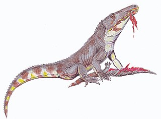 <i>Chasmatosuchus</i> Extinct genus of reptiles