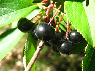 <i>Aronia</i> Genus of plants (chokeberries)