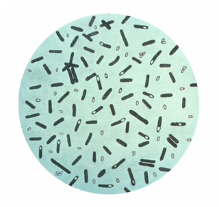 <i>Clostridium</i> Genus of Gram-positive bacteria, which includes several significant human pathogens