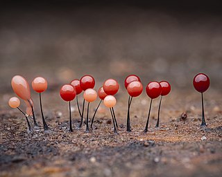 <span class="mw-page-title-main">Slime mold</span> Spore-forming organisms