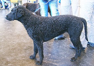 <span class="mw-page-title-main">Curly-coated Retriever</span> Dog breed