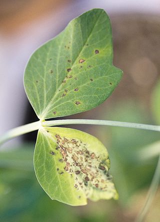 <i>Peyronellaea</i> Genus of fungi