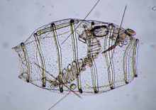 Doliolum sp.png