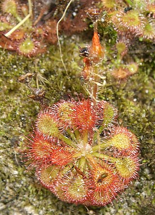 <i>Drosera kaieteurensis</i> Species of carnivorous plant