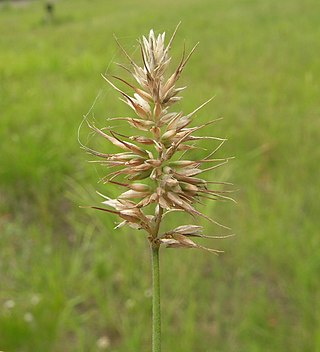 <i>Echinopogon</i> Genus of grasses