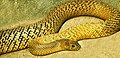 Image 5The world's most venomous snake, based on LD50, is the inland taipan of Australia. (from Venomous snake)