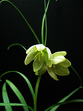 <i>Fritillaria verticillata</i> Species of flowering plant