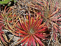 Hechtia texensis