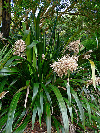 <span class="mw-page-title-main">Philydraceae</span> Family of flowering plants