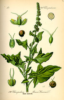 <i>Blitum bonus-henricus</i> Species of flowering plant