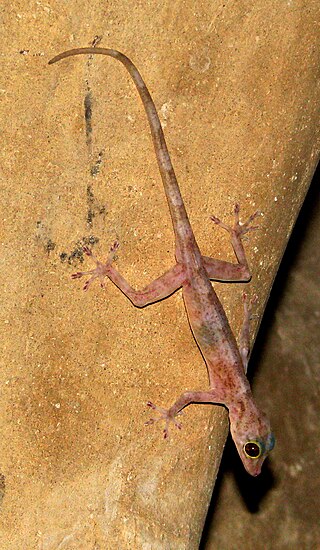 <span class="mw-page-title-main">Indian golden gecko</span> Species of lizard