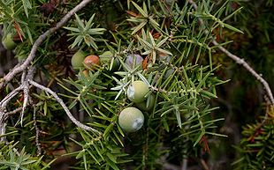 Middelhavs-ene (Juniperus oxycedrus)