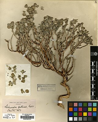 <i>Lachnocapsa</i> Genus of flowering plants