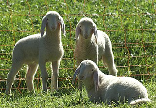 <span class="mw-page-title-main">Glossary of sheep husbandry</span>