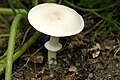 Leucoagaricus.leucothites