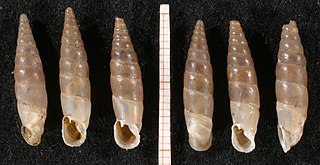 <i>Montenegrina</i> genus of molluscs