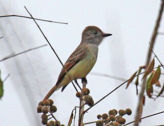 <span class="mw-page-title-main">Yucatan flycatcher</span> Species of bird