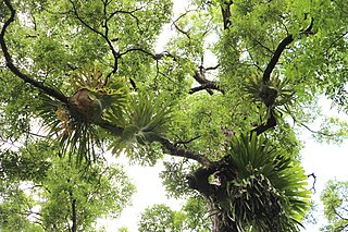 <span class="mw-page-title-main">Ngambaa Nature Reserve</span> Protected area in New South Wales, Australia