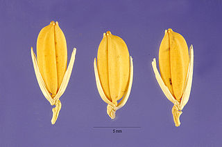 <i>Oryza glaberrima</i> African rice, second most common rice