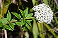 Platysace lanceolata, Barren Grounds