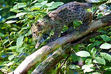 A juvenile fishing cat scaling down a thin tree branch headfirst in a left leaning manner. This juvenile is surrounded by large green leaves.