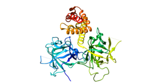 <span class="mw-page-title-main">Ryanodine receptor 2</span> Transport protein and coding gene in humans