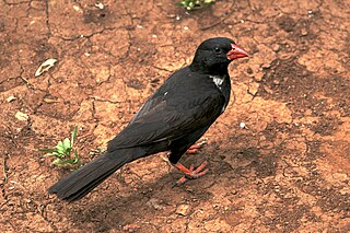 <span class="mw-page-title-main">Red-billed buffalo weaver</span> Species of bird