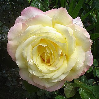 <i>Rosa</i> Peace Hybrid tea rose cultivar