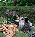 Menghancurkan batang Rumbia. Simeulue, Indonesia.