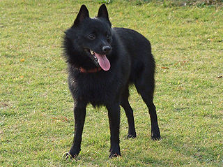 <span class="mw-page-title-main">Schipperke</span> Dog breed