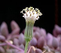 Senecio herreianus