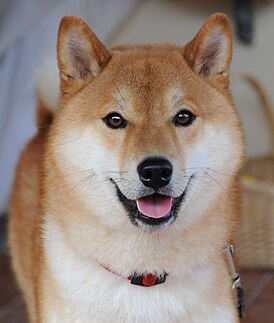 Скриншот программы Shiba Inu