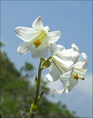 <span class="mw-page-title-main">Lilioid monocots</span> Grade of flowering plant orders, within Lilianae