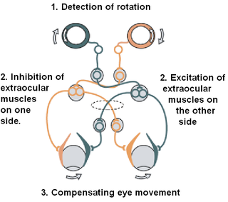 <span class="mw-page-title-main">Vestibulo–ocular reflex</span> Reflex where rotation of the head causes eye movement to stabilize vision