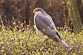 Karvaly (Accipiter nisus)