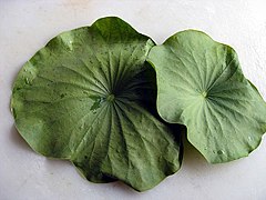 Feuilles de lotus cuites à la vapeur pour la préparation du « yeonipcha » en Corée