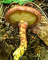 Suillus pictus