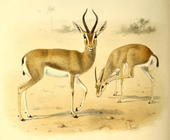 Dorcas gazelle The book of antelopes (1894) Gazella dorcas.png