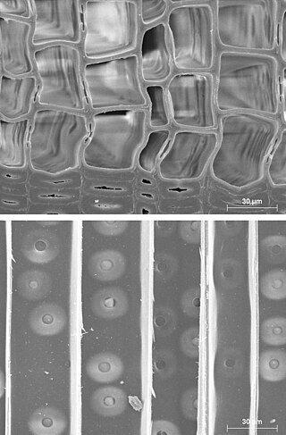 <span class="mw-page-title-main">Pit (botany)</span> Feature of plant cell walls