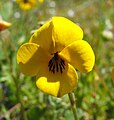 Viola pedunculata